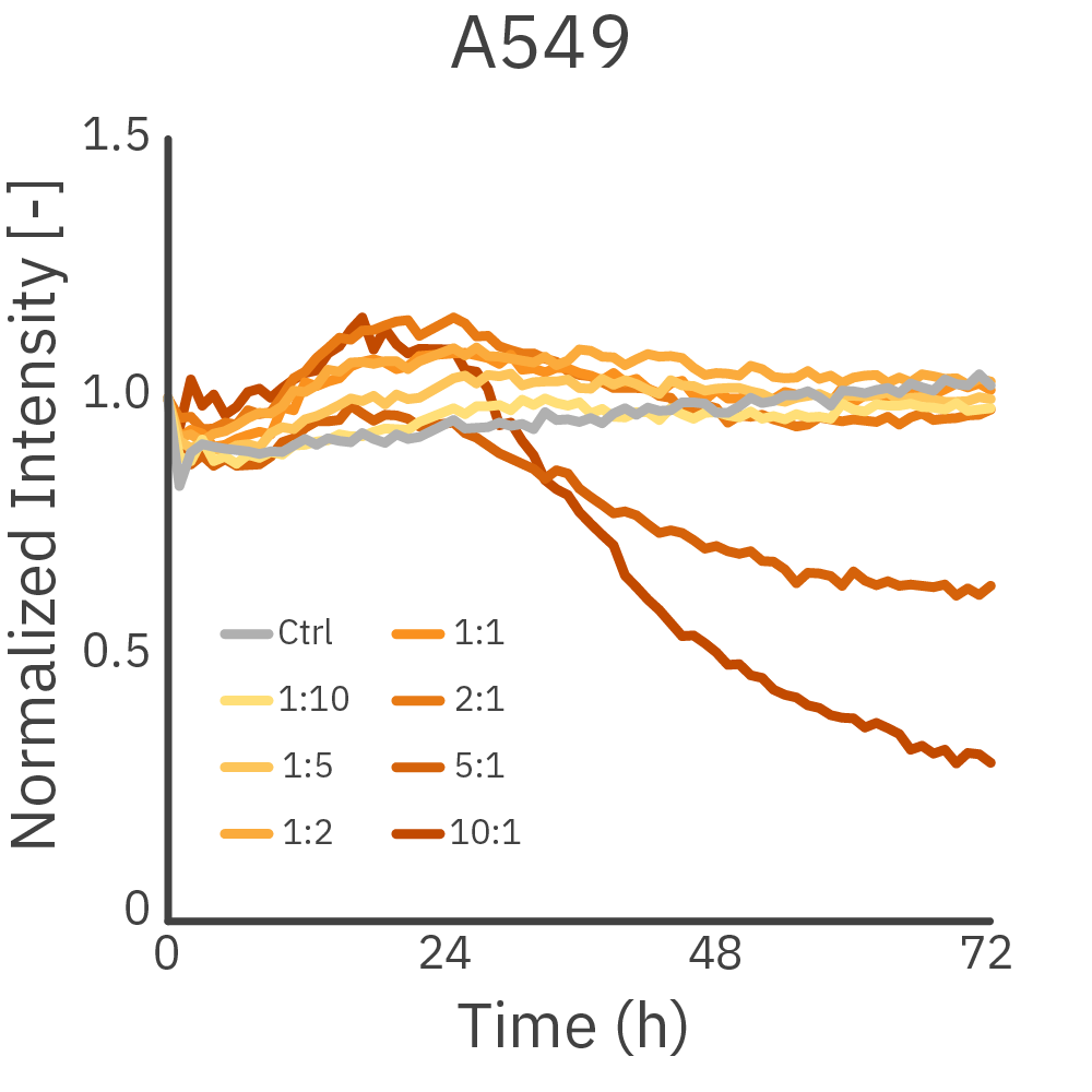 Omni live-cell imaging data showing CAR T cell-mediated killing of HER2-expressing A549 cancer spheroids