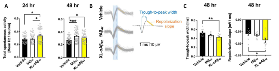 MEA electrophysiology data from cortical neuronal cultures treated with Aβ42 oligomers in an Alzheimer’s disease research model