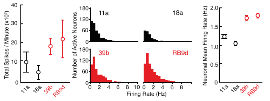 Neural activity recorded on Maestro MEA from iPSC-derived ALS neurons with SOD1 A4V/+ mutation