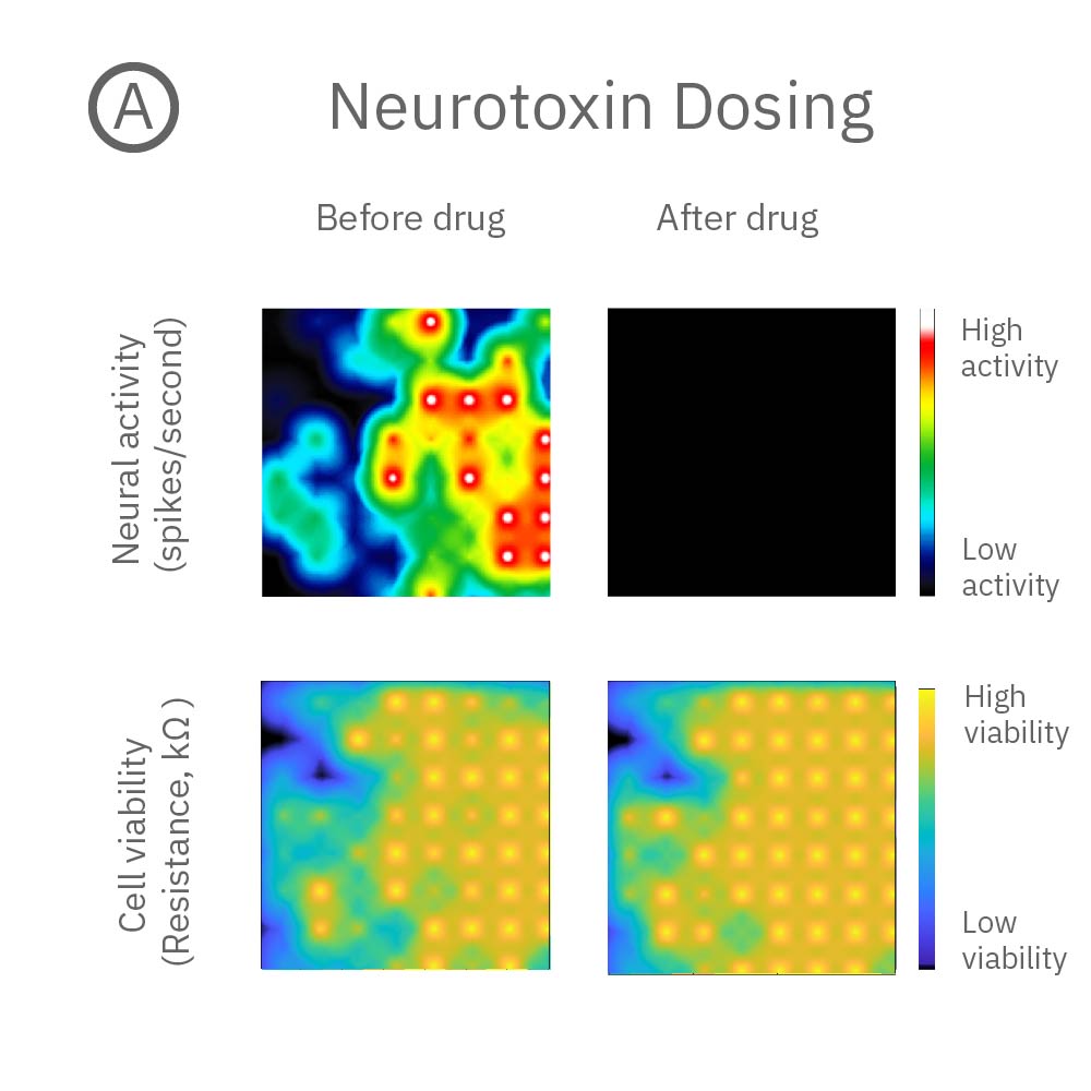 MEA viability and activity data showing functional neurotoxin exposure silencing neural activity while cells remain viable