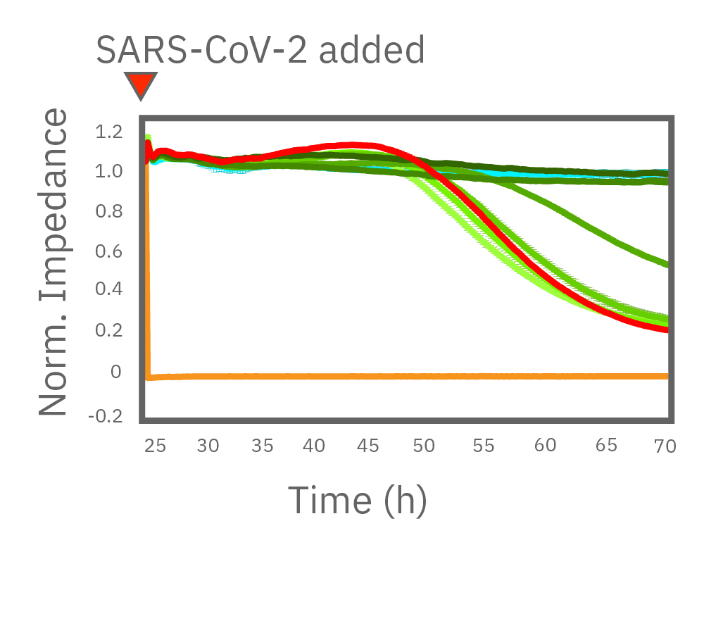 Maestro Z impedance graph showing remdesivir protection against SARS-CoV-2-induced Vero E6 cell death after 24 hours
