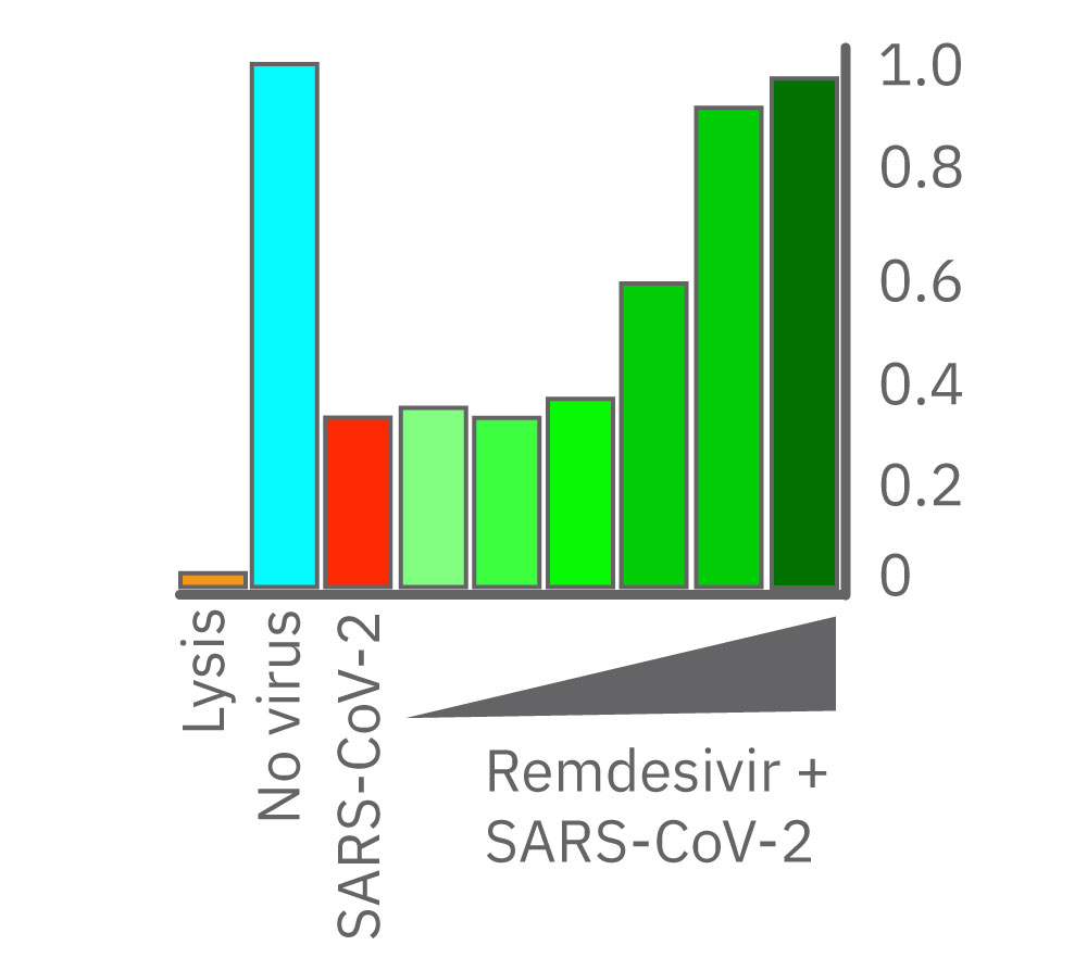 Real-time impedance graph showing dose-dependent remdesivir inhibition of SARS-CoV-2 cytopathic effects in Vero E6 cells