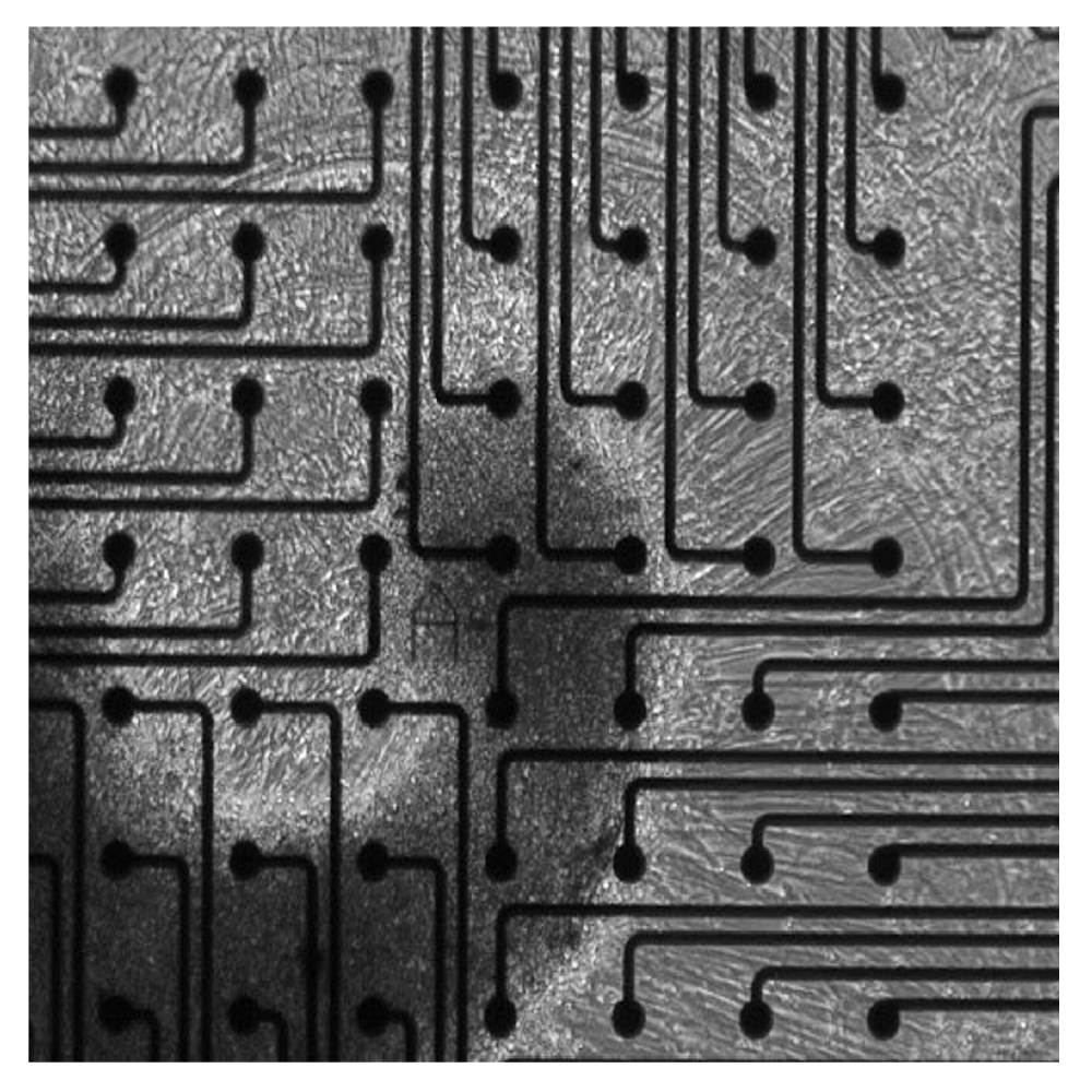Cortical organoids used to study neural network development and maturation with Maestro MEA electrophysiology