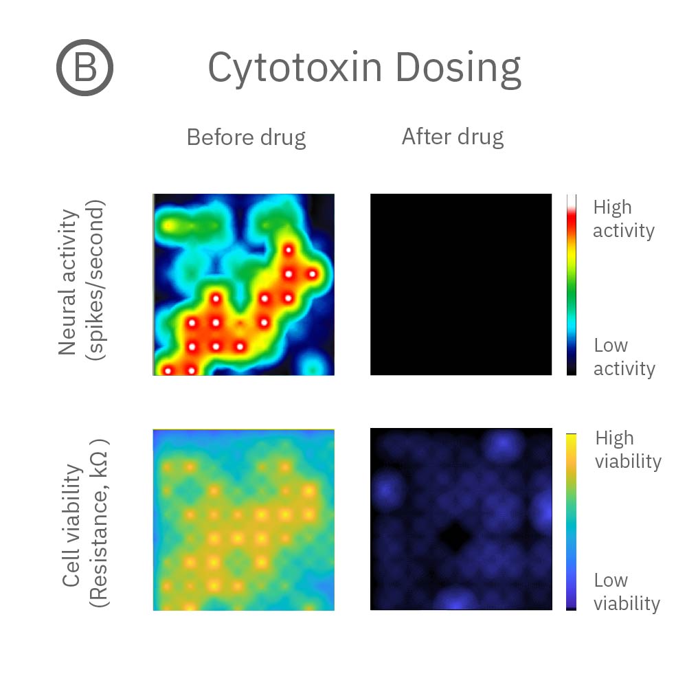 MEA viability and activity data showing cytotoxin exposure silencing neural activity and reducing cell viability in neuronal cultures