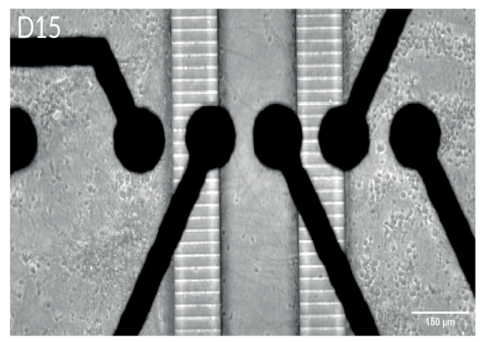 Brain-on-a-chip microscopy image showing neural cells cultured in compartmentalized MEA chambers for synaptic connectivity research