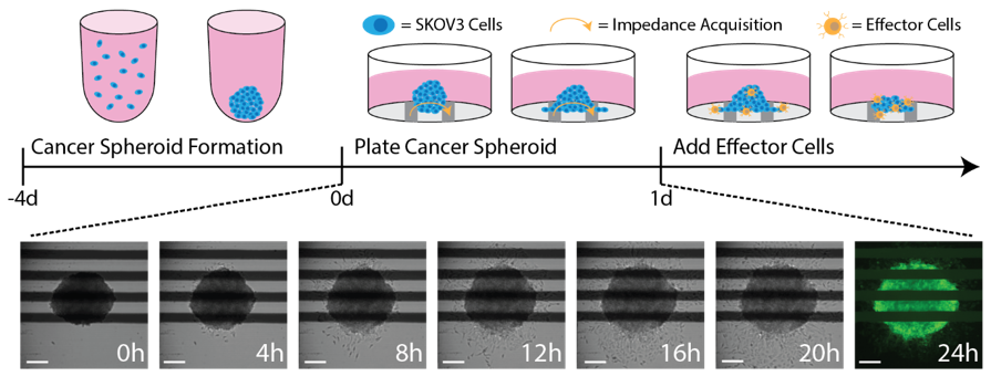 Cancer spheroid assay workflow for forming 3D tumor spheroids, adding CAR T cells, and measuring immune cell killing with impedance assays