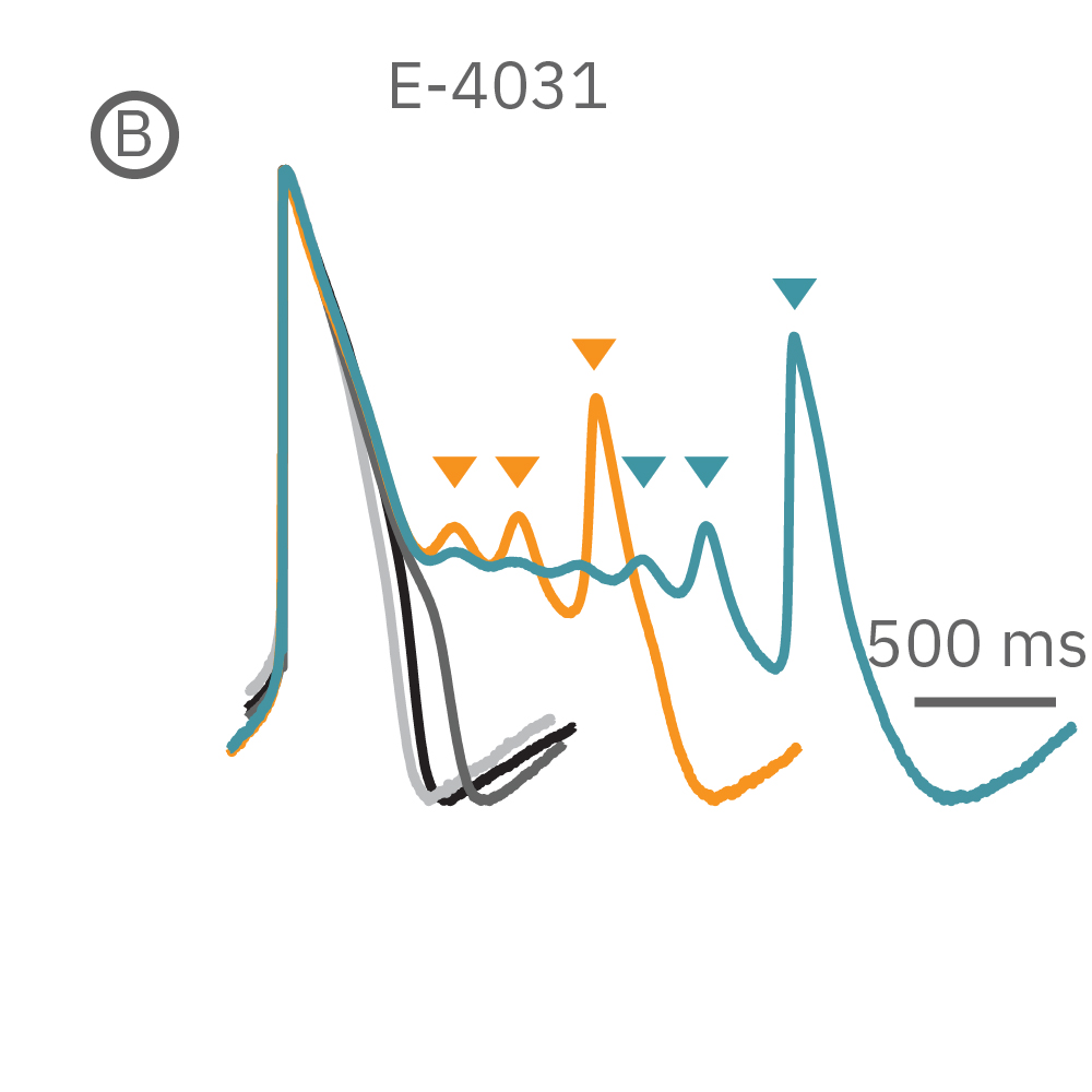 E-4031 first prolonged repolarization and then generated repolarization irregularities in cardiomyocytes in cardiotoxicity
