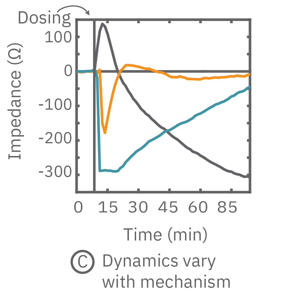 Impedance graph comparing Calu-3 cell signaling dynamics after isoproterenol, histamine, and cytochalasin D treatment