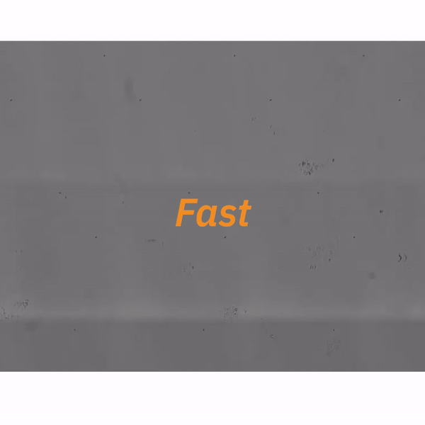Axion Portal image showing AI-driven quantification of colony count, size, and circularity in clonogenic assay analysis