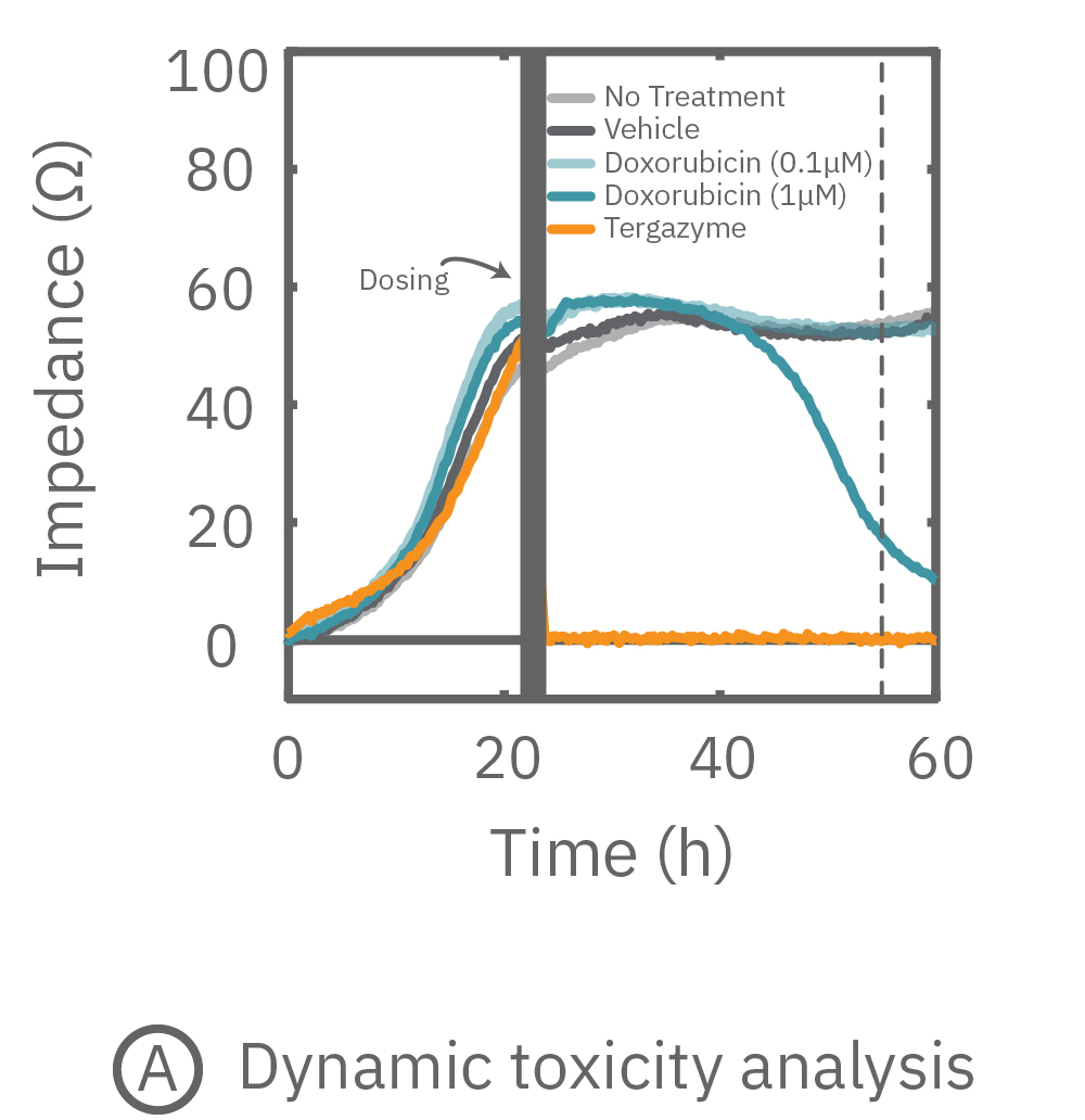 Maestro Z impedance graph showing dynamic A549 cancer cell response after doxorubicin treatment for cytotoxicity analysis