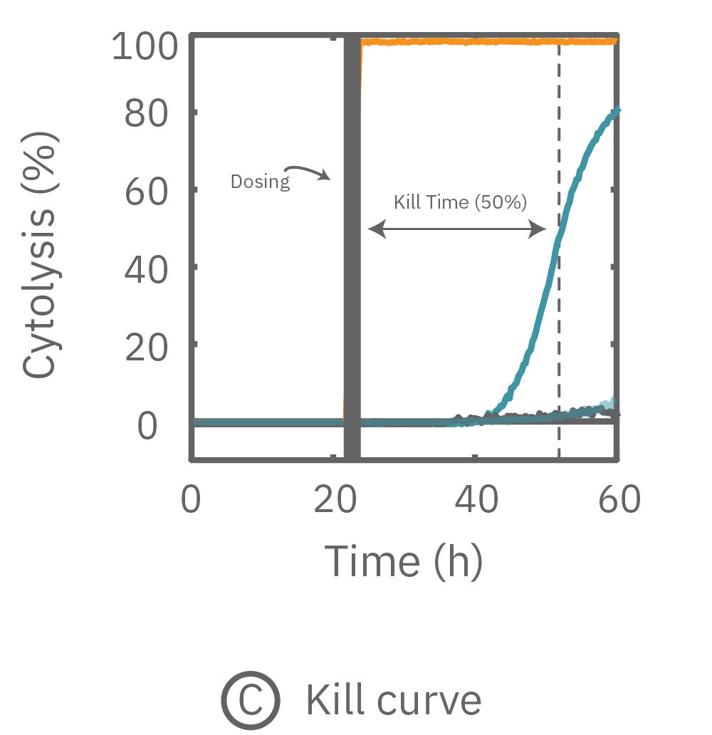 Real-time impedance cytolysis graph showing A549 cancer cell death kinetics and kill time50 after doxorubicin dosing