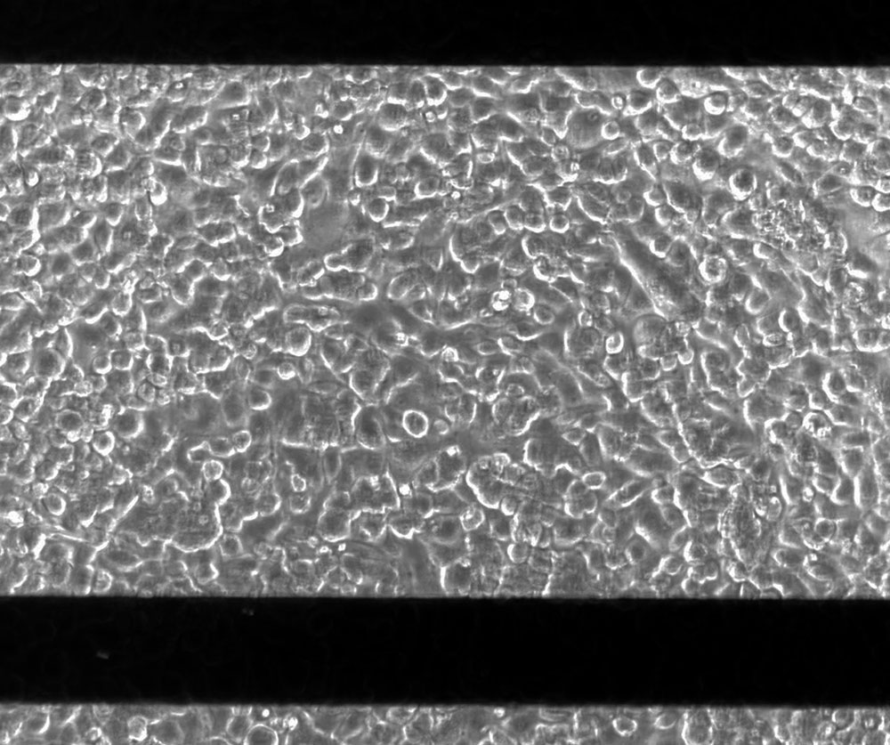 Calu-3 cells grown to confluence on a CytoView-Z microelectrode array for real-time impedance cell signaling assays