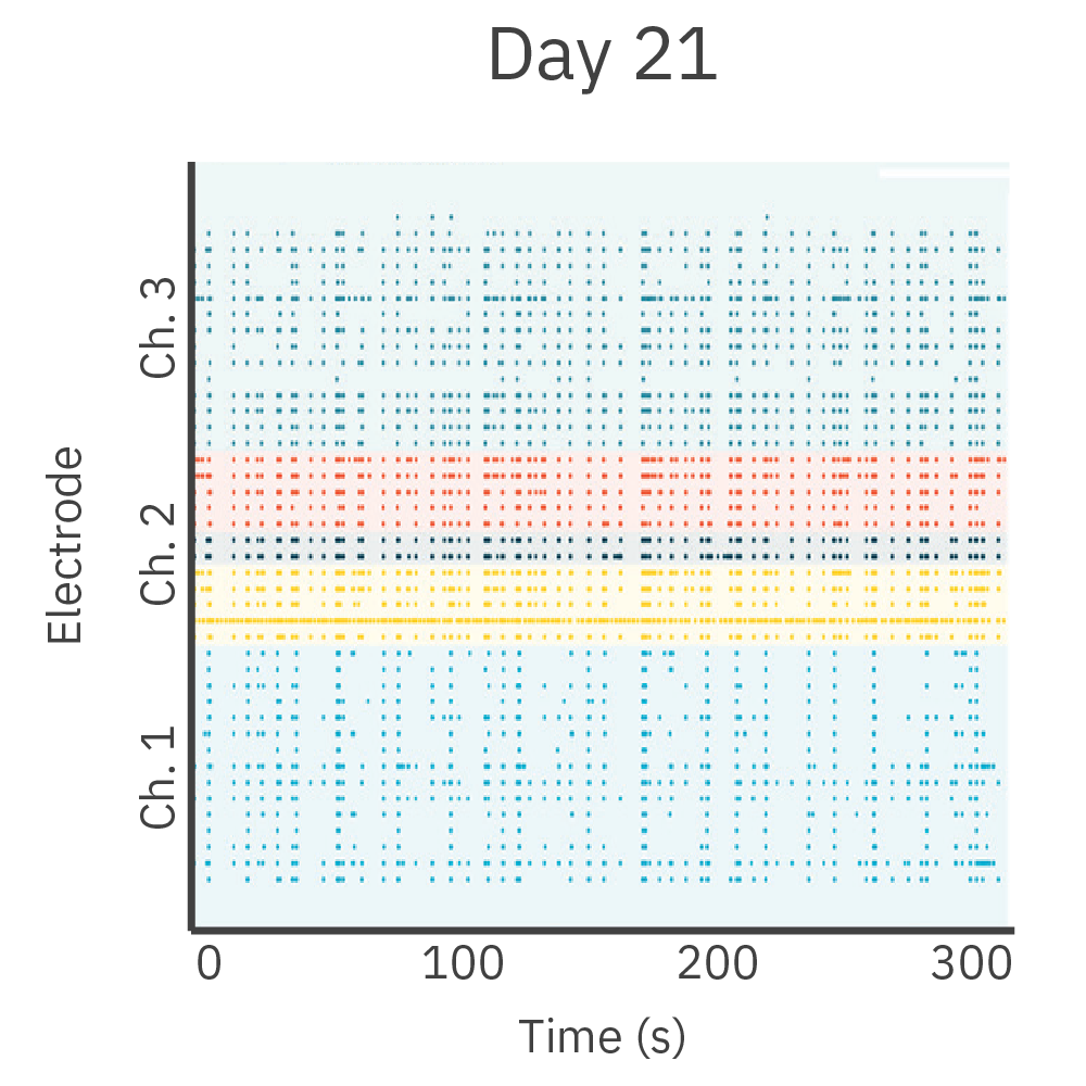 MEA raster plot showing increased synchronous neural firing between cortical and hippocampal neuron chambers after 21 days in vitro