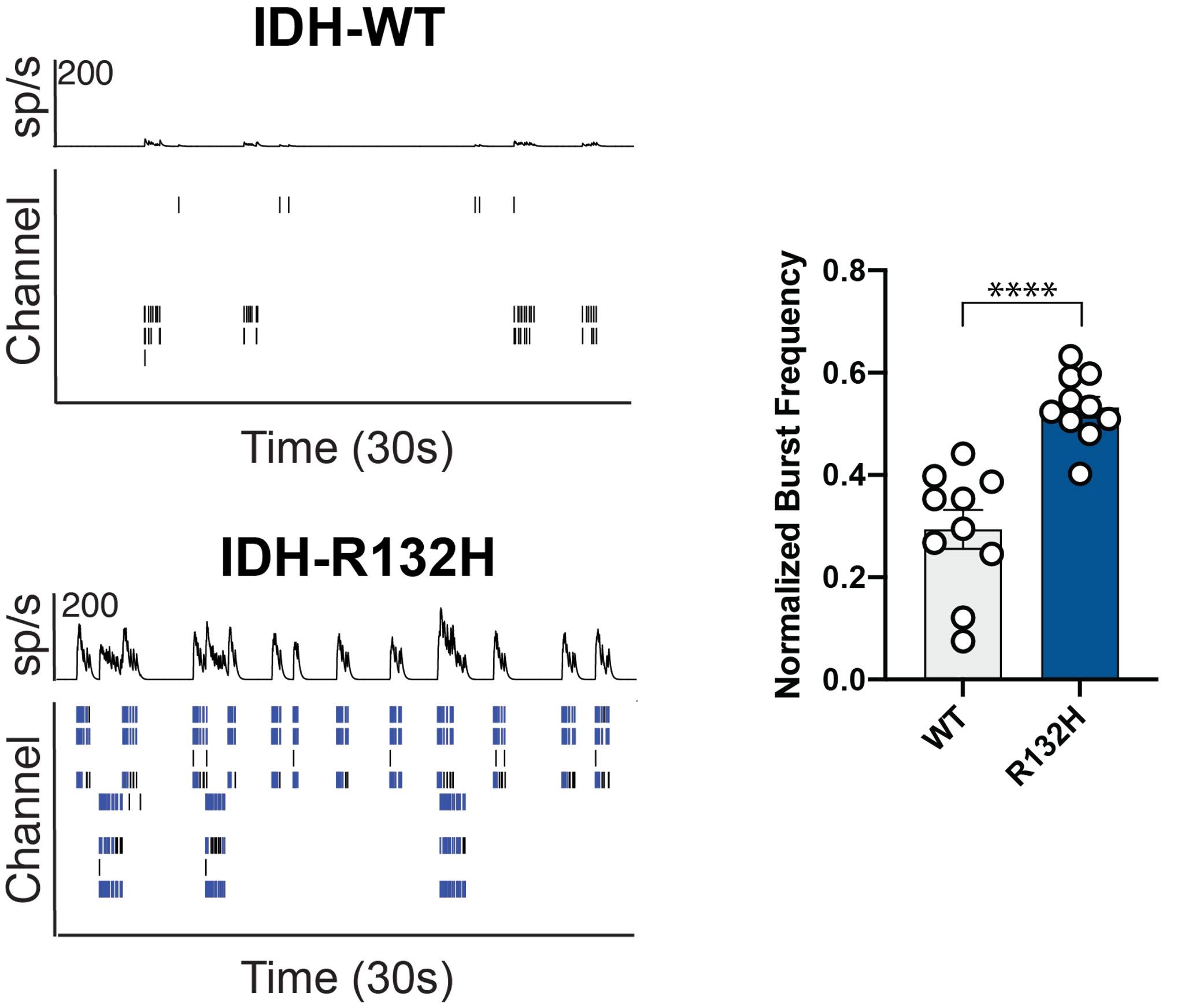 MEA electrophysiology data comparing neuronal bursting activity in IDH-WT and IDH-R132H glioma co-culture research models