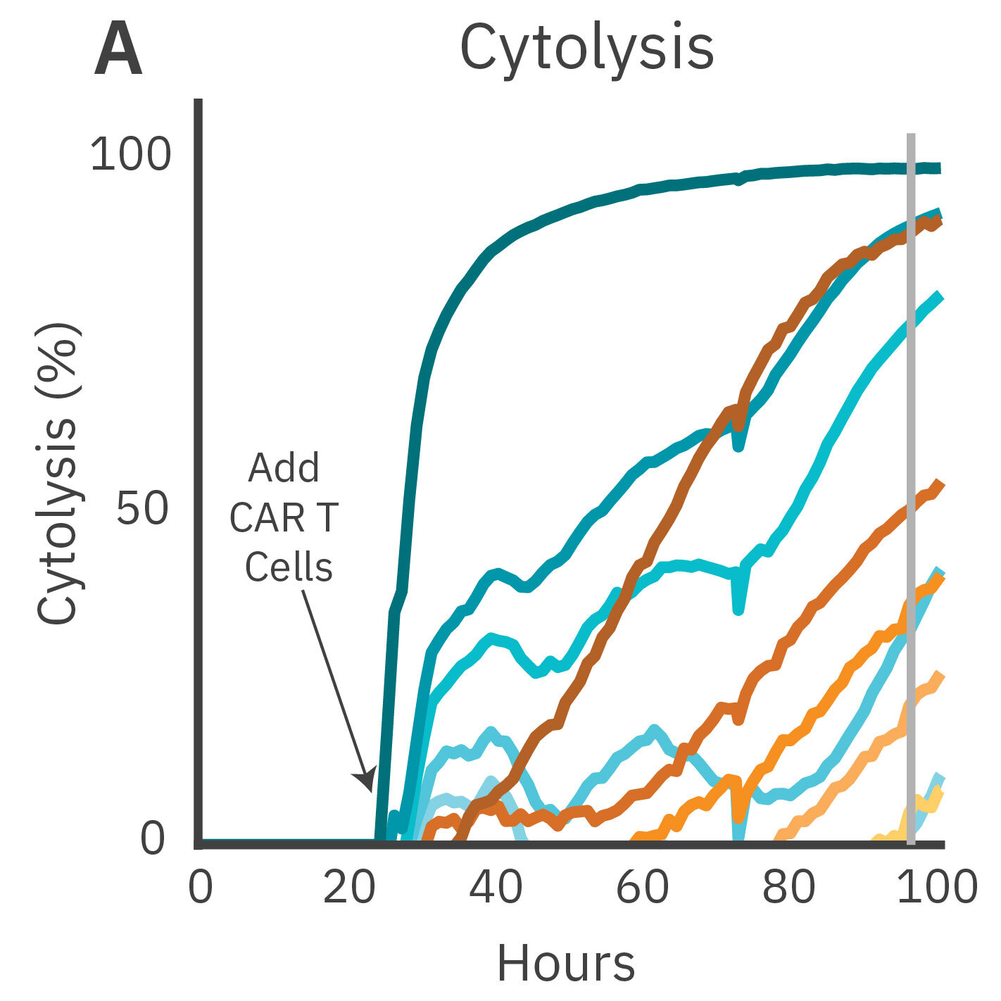 Impedance cytolysis graph showing HER2 CAR T cell-mediated killing of 3D cancer spheroids at different effector-to-target ratios