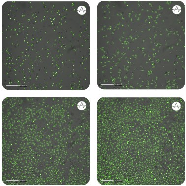Fluorescence analysis