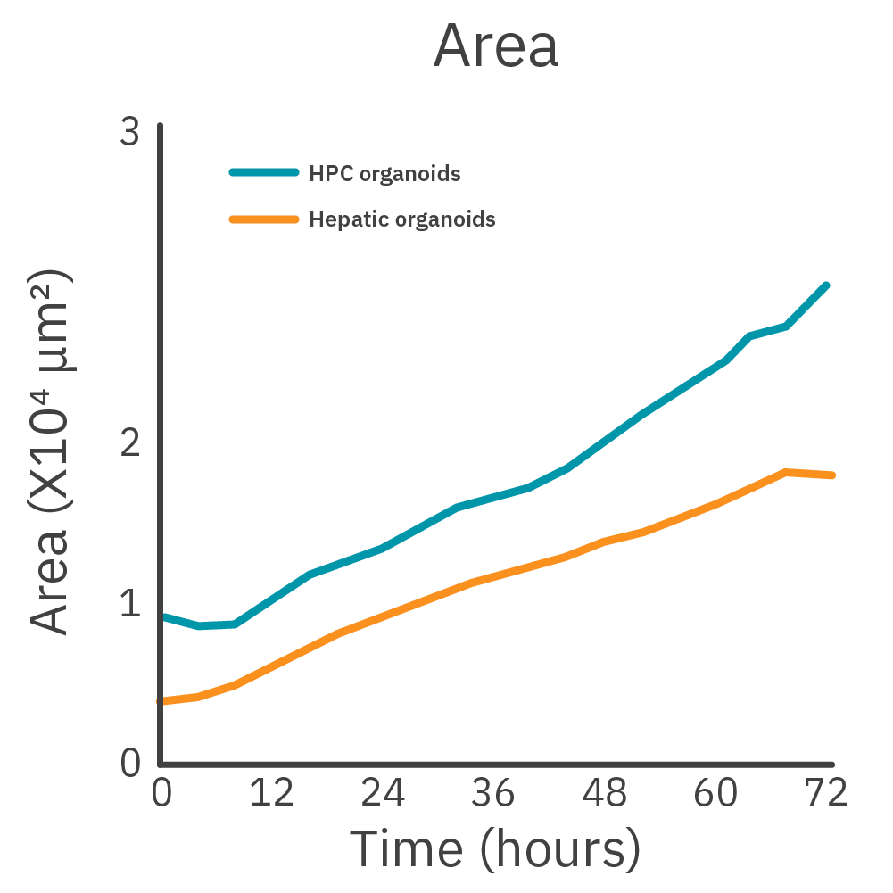 Graph showing hepatic progenitor cell and hepatic organoid area measurements during iPSC-derived organoid growth analysis