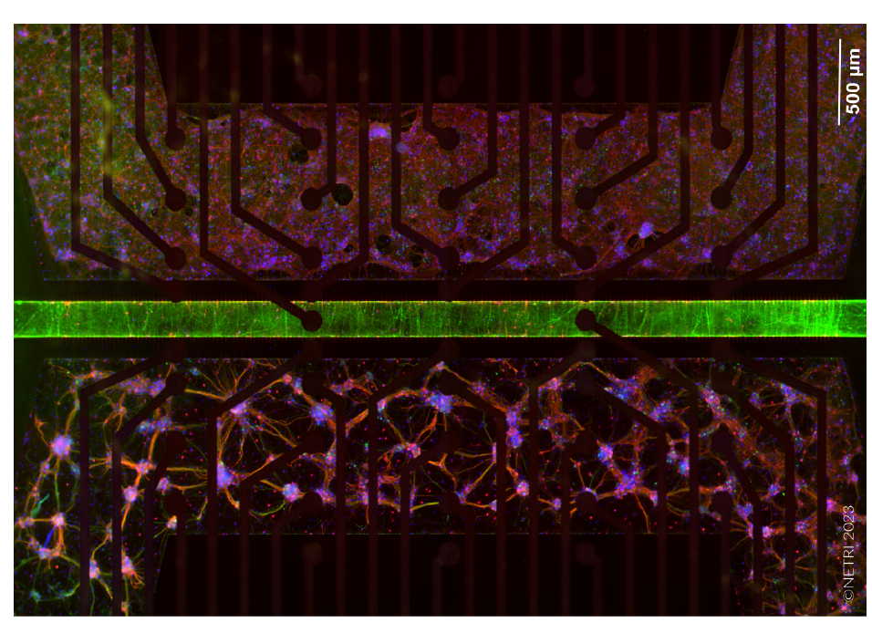 Fluorescence image of hippocampal and cortical neurons in a compartmentalized brain-on-a-chip MEA model