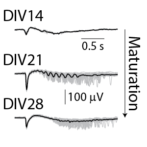 Local field potential traces showing functional maturation of rodent cortical neuron networks measured by MEA electrophysiology over days in vitro