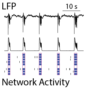 MEA electrophysiology data showing raster plots, network bursts, and local field potential signals from rodent cortical neuron cultures in vitro