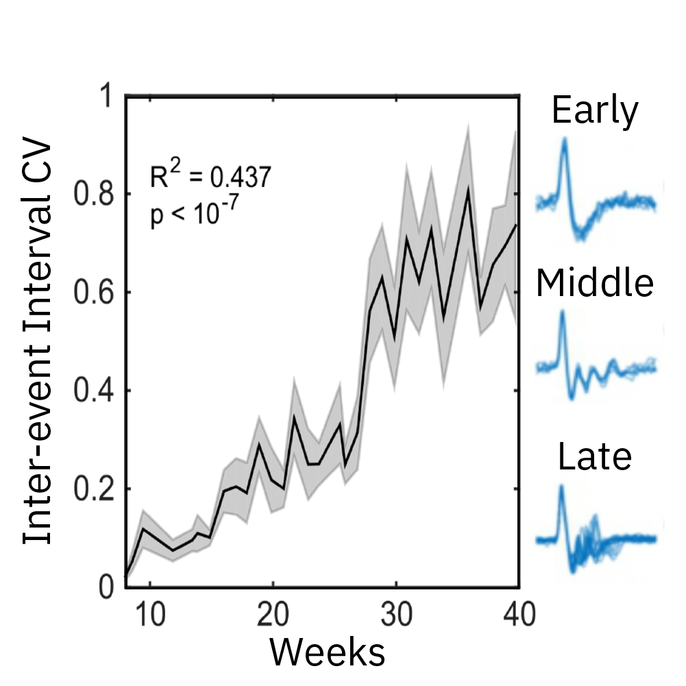 Local field potential graph showing changing neural organoid activity over time during in vitro cortical organoid maturation