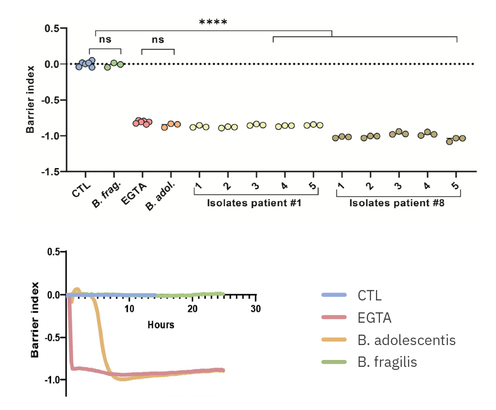 Barrier index data showing B adolescentis and B fragilis effects on intestinal epithelial barrier function in vitro