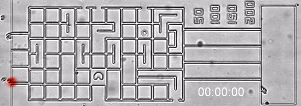 Live-cell imaging view of human neutrophil chemotaxis through a microfluidic maze toward LTB4 chemoattractant