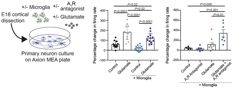 Microglial regulation of neural activity through ATP and adenosine signaling in neuron-microglia co-culture research