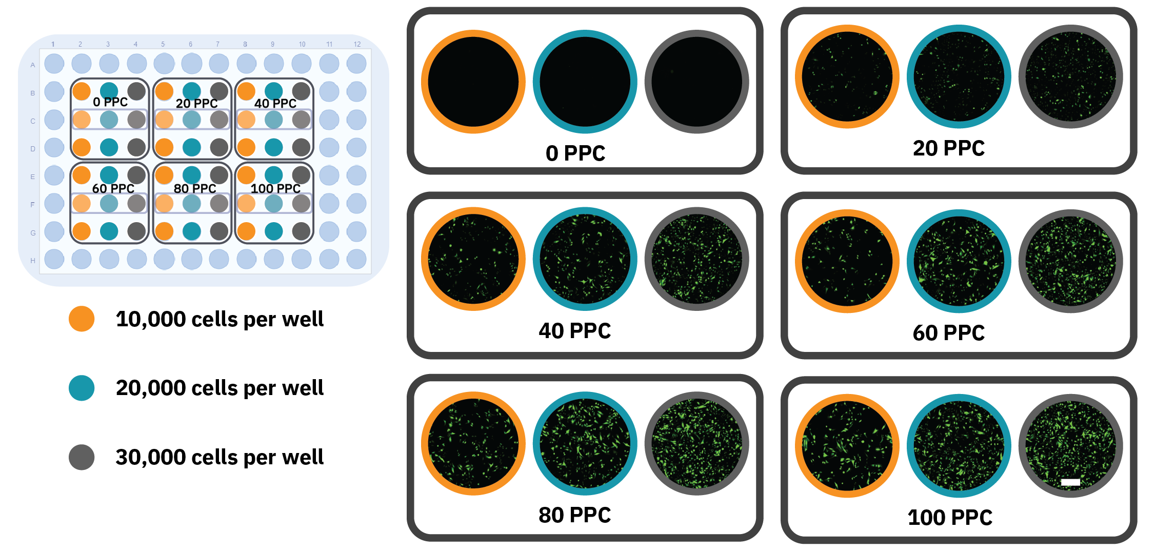 Omni FL plate map showing HeLa cell transfection efficiency across seeding density and BacMam vector concentration conditions