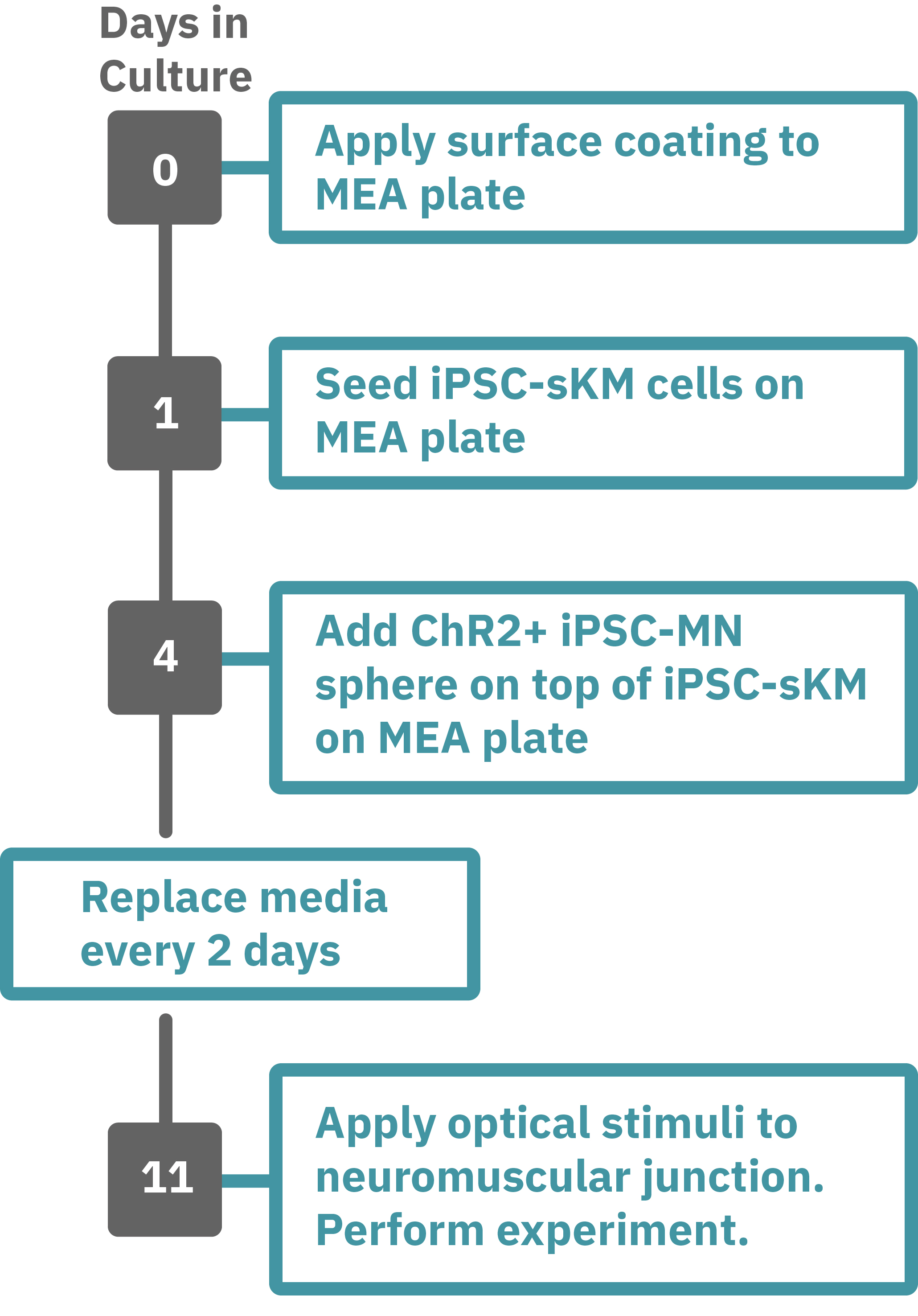 Neuromuscular junction assay workflow for culturing iPSC-derived skeletal muscle cells and motor neurons on Lumos MEA plates