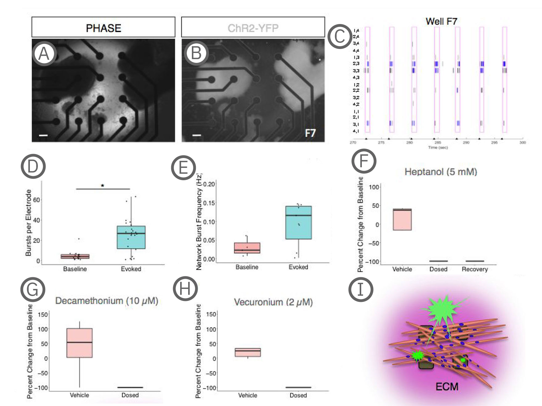 MEA electrophysiology data showing optogenetically evoked neuromuscular junction activity in hiPSC-derived motor neuron and skeletal muscle co-cultures