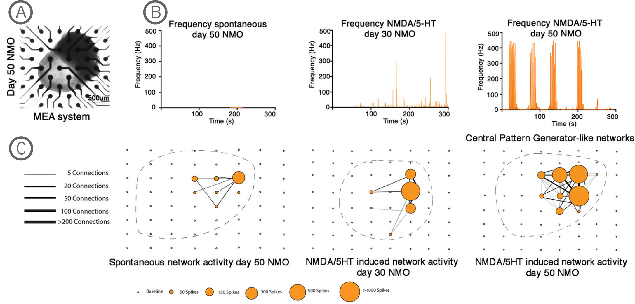 MEA data showing functional activity and network connectivity in human neuromuscular organoids with central pattern generator-like activity