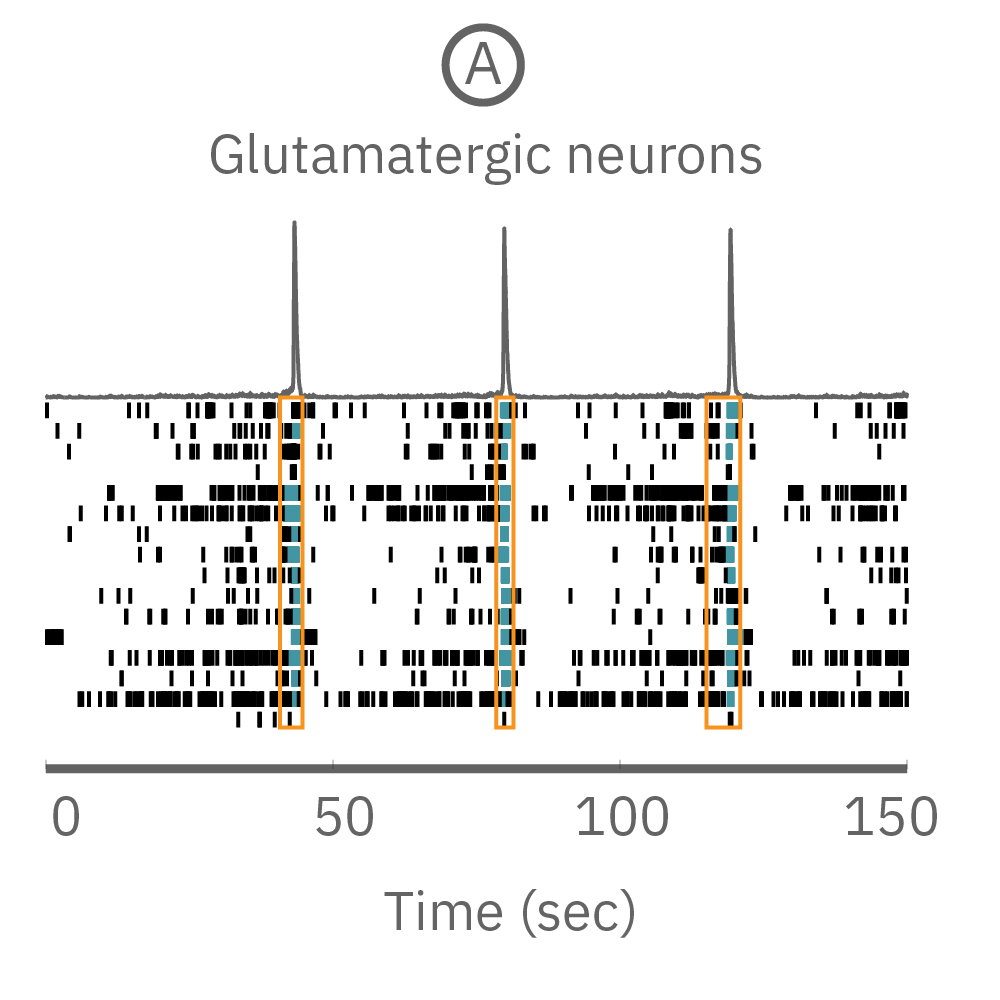MEA raster plot showing neural activity in glutamatergic neuron cultures for in vitro neural co-culture research