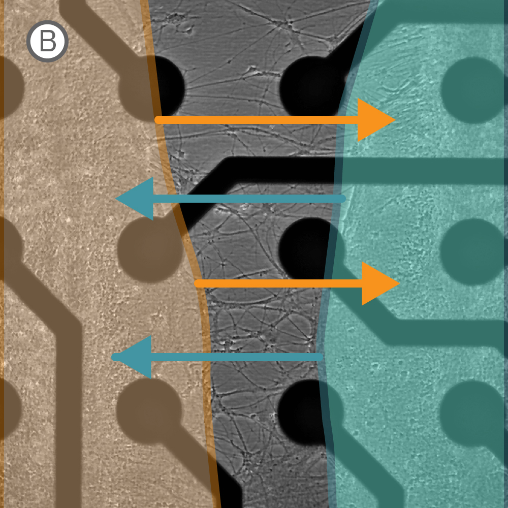 Microscopy image showing neurite growth across a cell-free gap in an in vitro neural circuit and innervation model