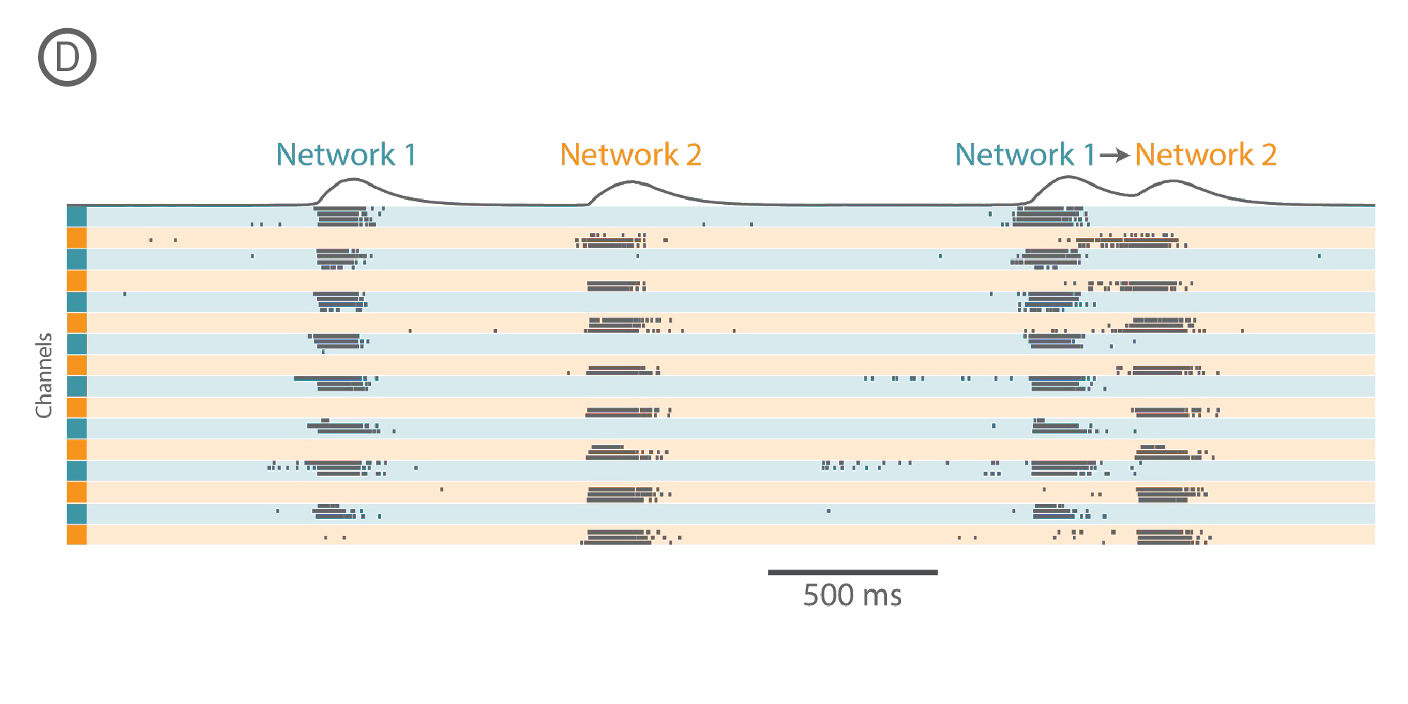 MEA raster plot showing independent and synchronous network activity between two connected neural populations in vitro