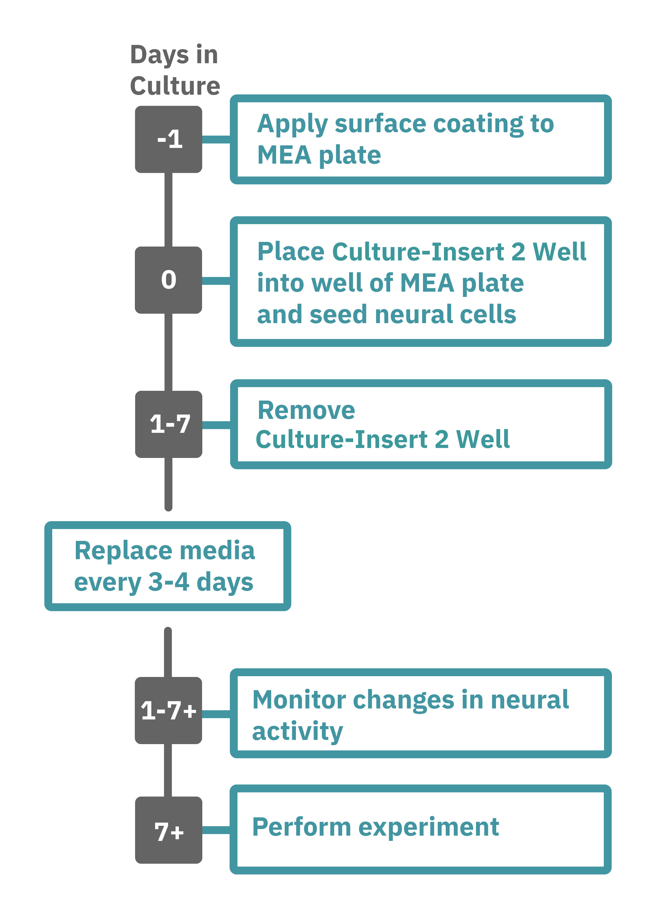 Neural co-culture assay workflow for using Culture-Insert 2 Well and CytoView MEA plates to monitor neural activity in vitro