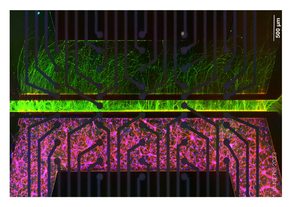 Fluorescence image showing neurite outgrowth across a compartmentalized MEA culture for neural innervation research