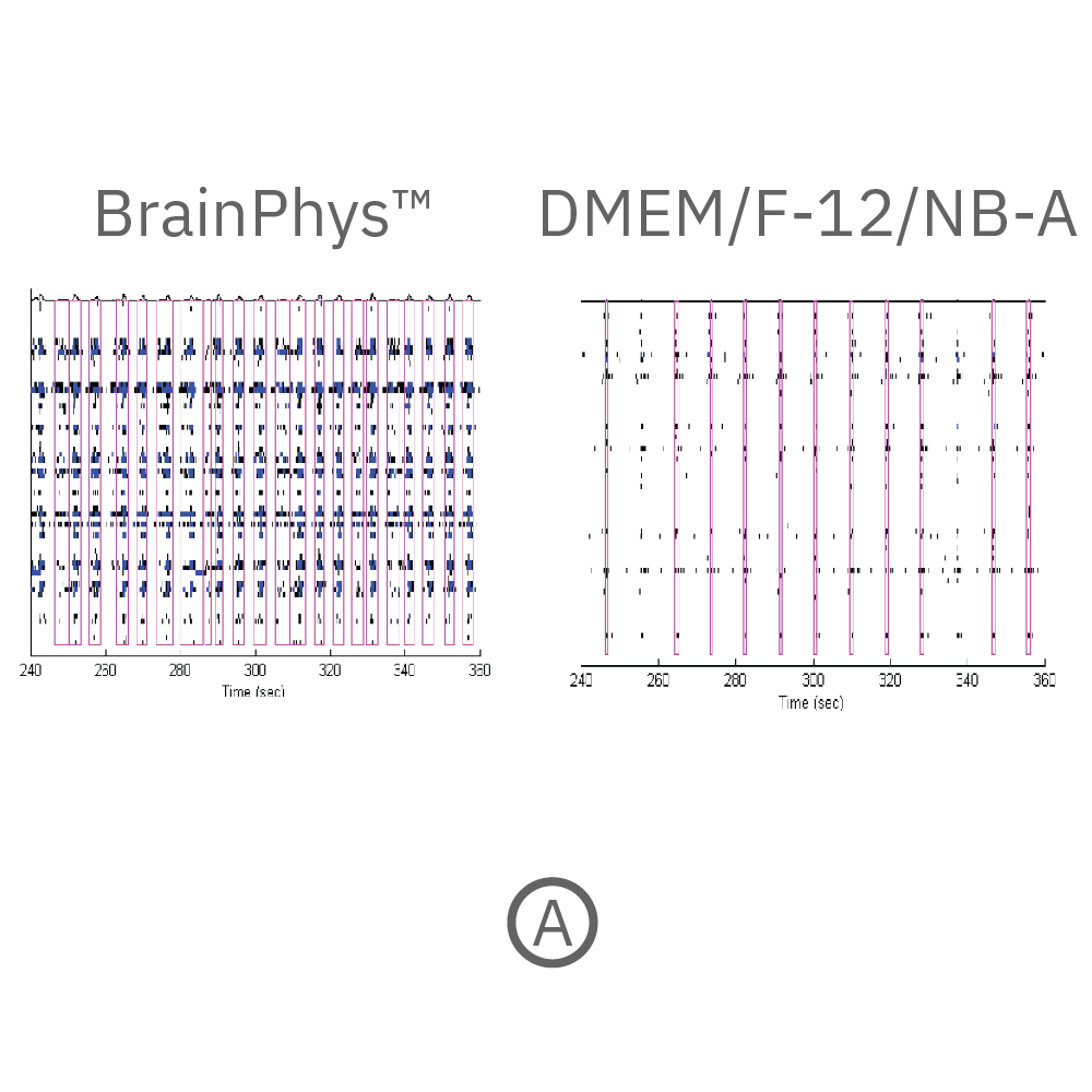 MEA raster plots comparing neuronal firing patterns in BrainPhys and DMEM culture media during in vitro neural differentiation