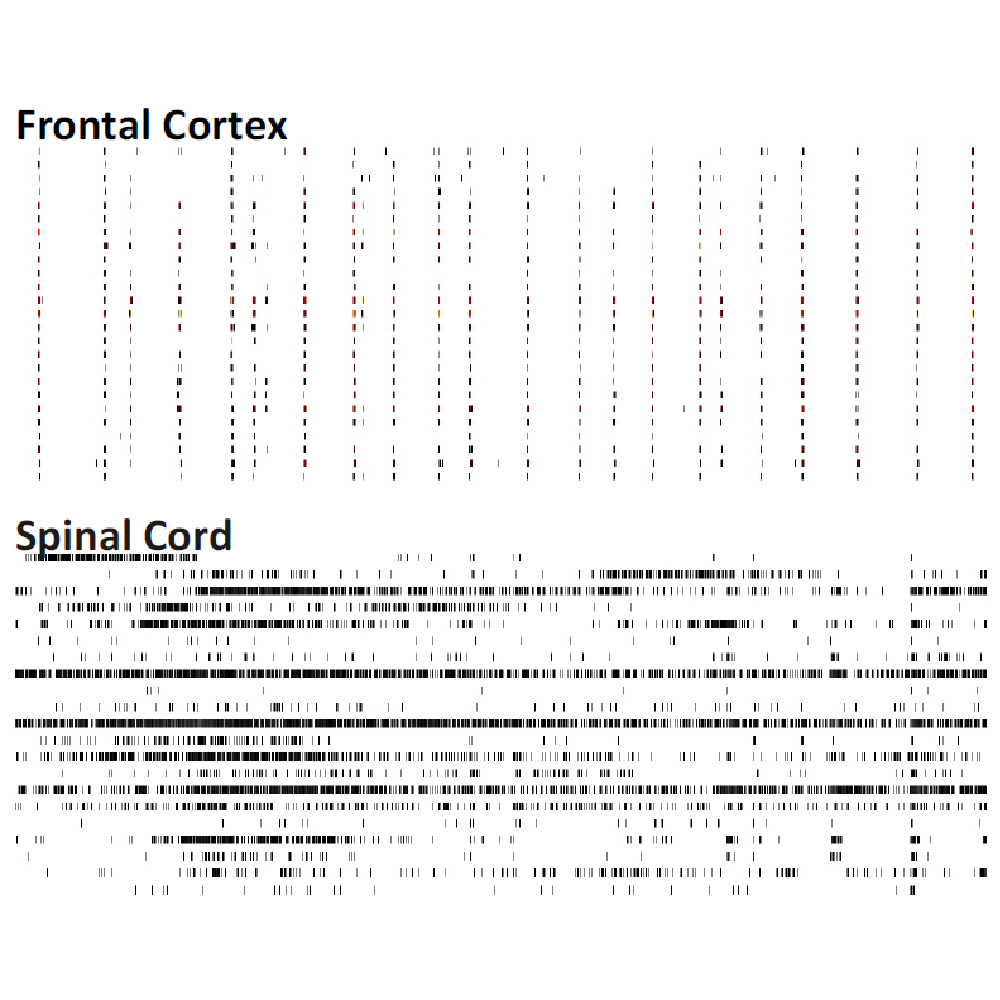 MEA raster plots comparing spontaneous neural activity in frontal cortex and spinal cord primary cell cultures in vitro
