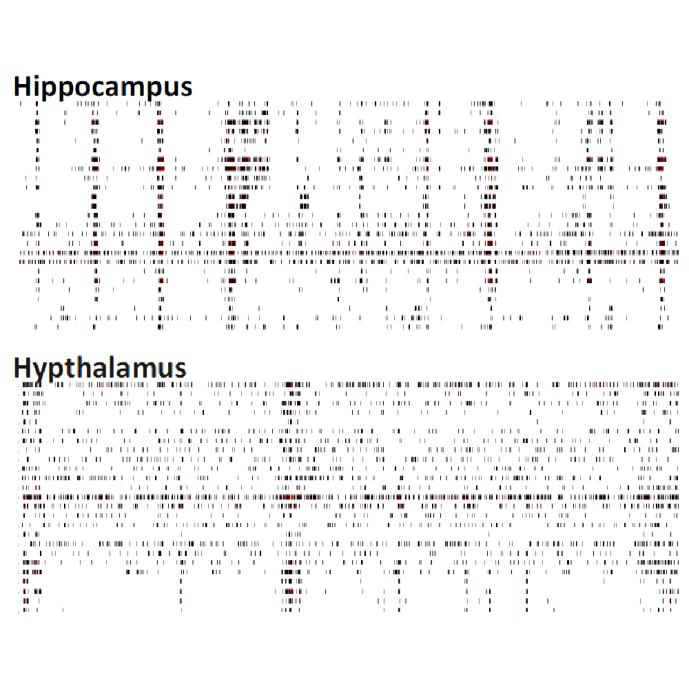 MEA raster plots comparing spontaneous neural network activity in hippocampus and hypothalamus primary cell cultures in vitro