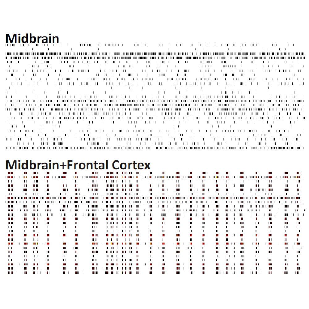 MEA raster plots comparing spontaneous activity in midbrain and midbrain-frontal cortex primary cell culture models