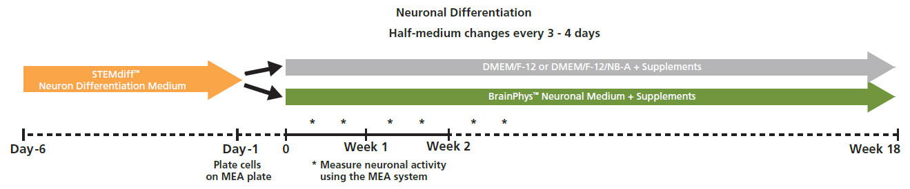 Neuronal differentiation timeline for culturing neural cells on MEA plates and measuring functional activity over weeks in vitro