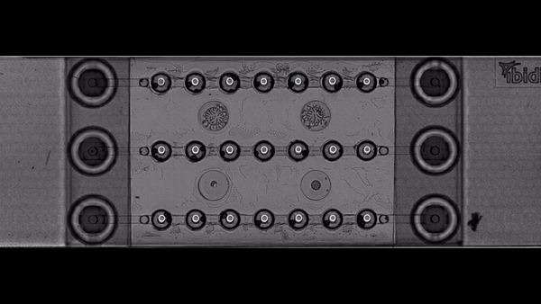 Omni live-cell imaging data showing HeLa cell spheroid formation in a microfluidic perfusion chip over time