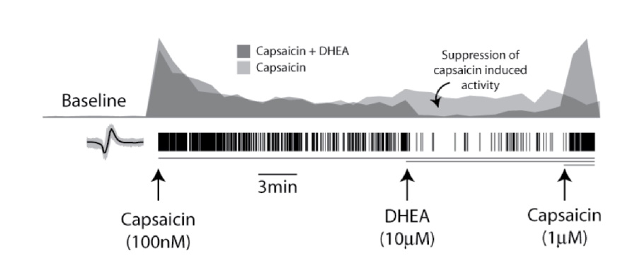 MEA recordings showing TRPV1 antagonist modulation of capsaicin-induced firing activity in dorsal root ganglion neurons