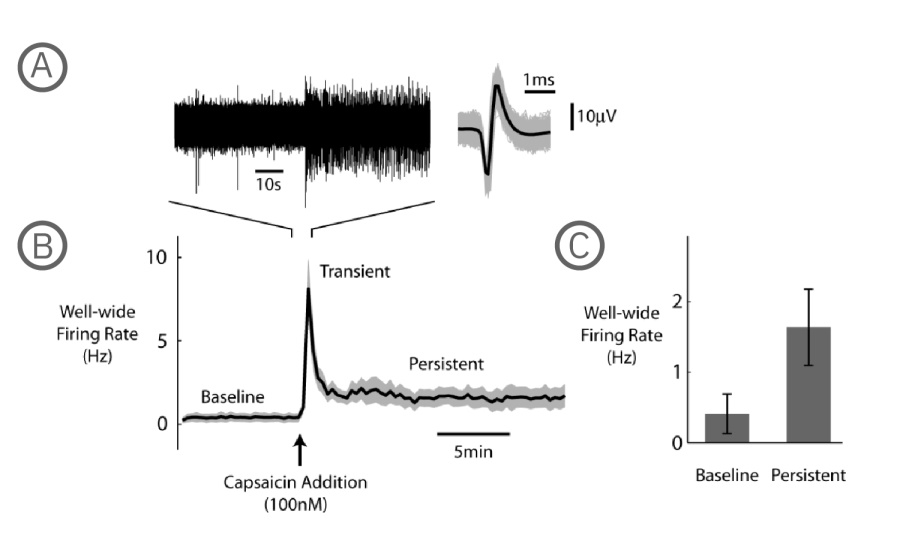 MEA electrophysiology data showing capsaicin-induced transient and persistent firing rate increases in dorsal root ganglion neurons