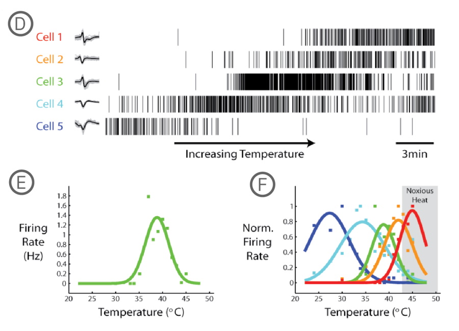 MEA raster plots and firing rate graphs showing temperature-sensitive activity in dorsal root ganglion neurons in vitro