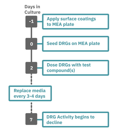 DRG neuron pain assay workflow for culturing cells on multiwell MEA plates and recording functional neural activity in vitro