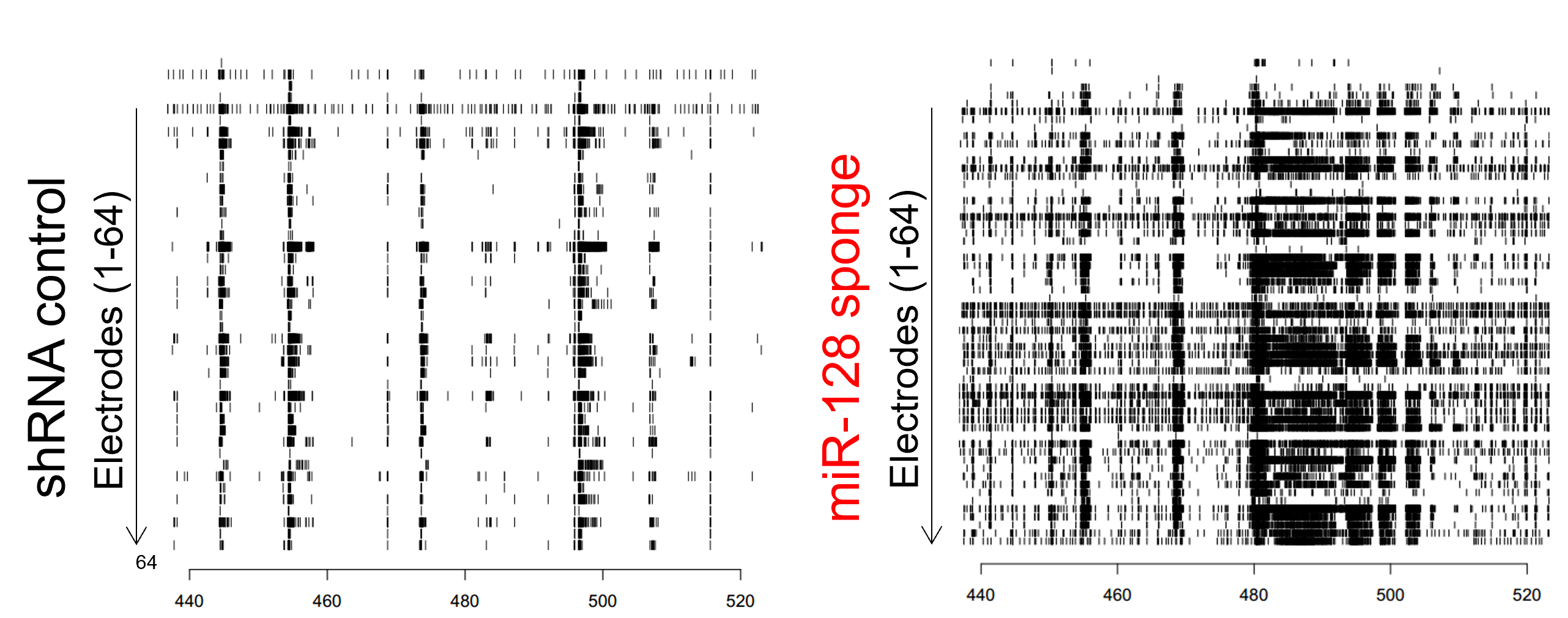 MEA raster plots comparing neuronal network activity in shRNA control and miR-128 sponge epilepsy research models