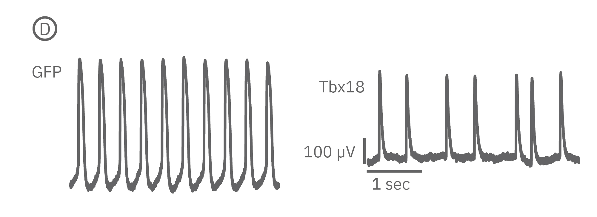 beat period coefficient of variation was significantly higher for tbx-transfuced NVRMs