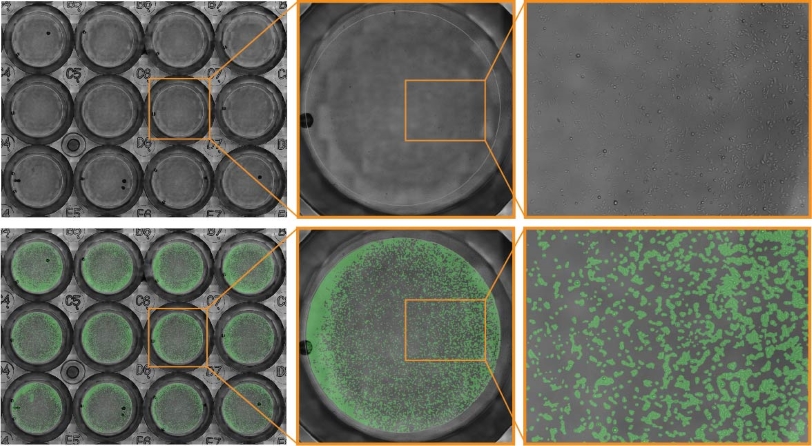 Omni live-cell imaging analysis showing whole-well JnHEK cell confluency for real-time cell proliferation monitoring